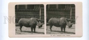 229218 Berlin Zoological Garden rhinoceros OLD STEREO PHOTO