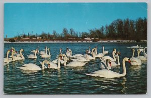 Michigan~Swans In Lake @ Wintertime~Vintage Postcard