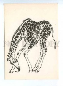 179896 giraffe old postcard by Lebedev