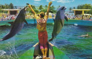 Two Porpoises Jump For Fish Miami Seaquarium Florida