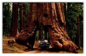 YOSEMITE NATIONAL PARK, CA ~ Roadside WAWONA Tunnel Tree c1950s  Postcard