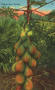 Vintage Postcard 1930's Portrait of Papaya Tree Grown in Tropical Florida FL