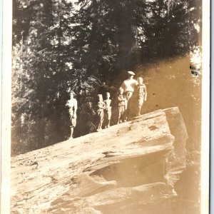 c1910s Family on Fallen Giant Tree RPPC Redwood Kids Adventure Real Photo A143