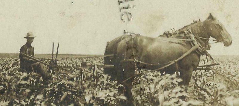 North Dakota RPPC 1908 FARMING SCENE Farm CULTIVATING CORN Cornfield FARMERS