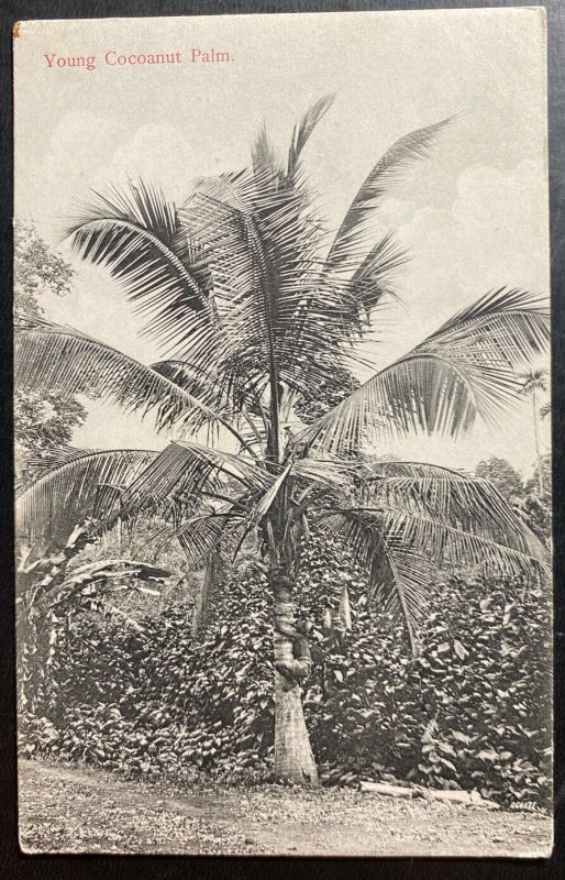 Mint Ceylon Real Picture Postcard RPPC Young Cocoanut Palm