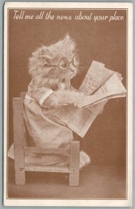 DRESSED CAT READING THE NEWS ANTIQUE POSTCARD