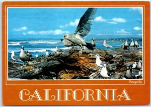 Postcard - Seagulls - California