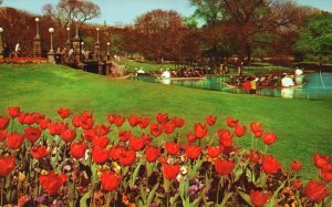 Postcard 1958 Swan Boats Tulips Garden Floral Displays Boston Massachusetts MA