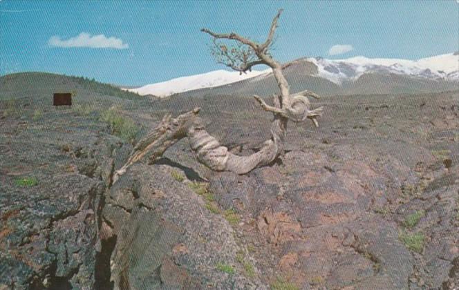 Idaho Triple Twist Tree Craters Of The Moon National Monument