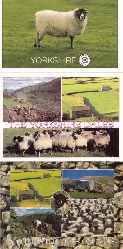 Yorkshire Dales Sheep Farming 3x SUPERB Postcard s