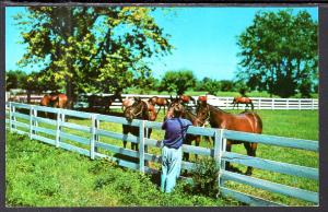 Horses,Blue Grass Horse Farm,Near Lexington,KY