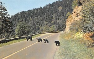 Mother Bear and Cubs Great Smoky Mountains National Park, North Carolina NC  