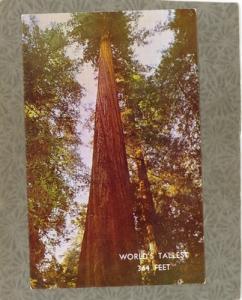 THE FOUNDERS WORLDS  TALLEST TREE REDWOOD FOREST  CA