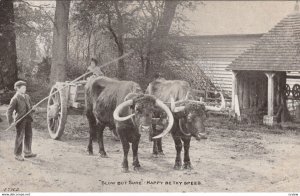 Ox Cart , 1900-10s ; Slow but sure