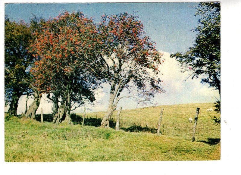 Longmynd, Shropshire, England, Used 1973