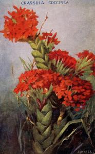 Crassula Coccinea - Artist: A. Hazell