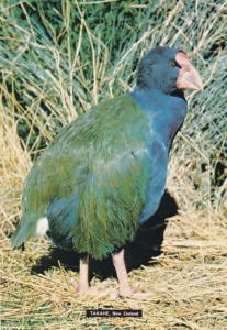 Takahe Notornis Mantelli New Zealand Rail Family Bird Postcard