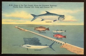 h2288 - KEYS Florida Postcard 1940s Fish Caught along Overseas Highway