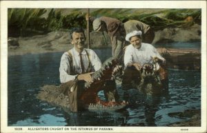 Alligators Caught on Isthmus of Panama Hutners Hunting Used Nice Cover PC