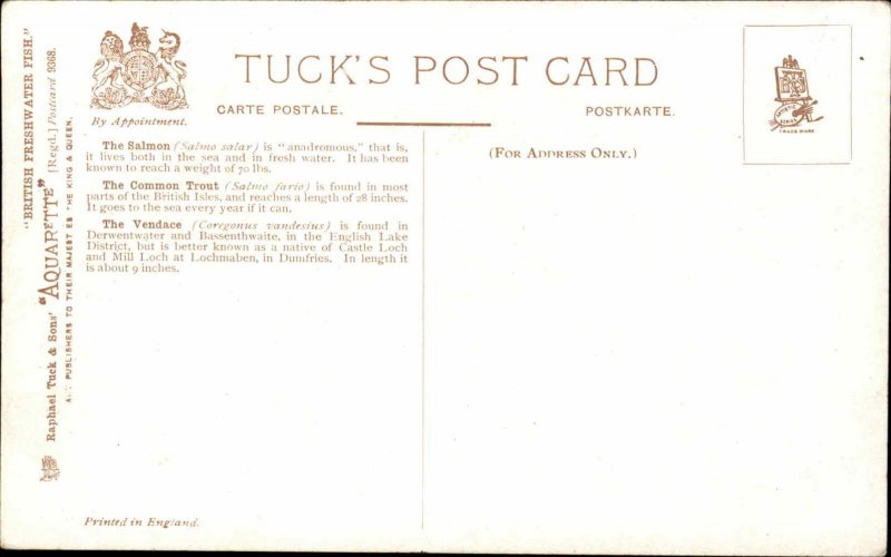 Tuck A/S Wealthy British Freshwater Fish Trout Nature Studies c1910 Postcard