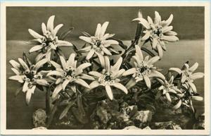 Edelweiss   *RPPC