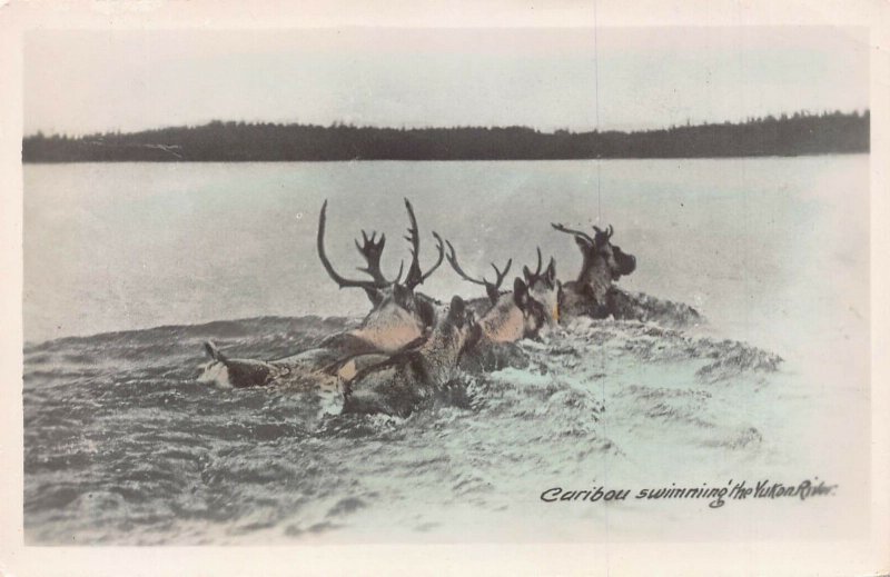 CARIBOU SWIMMING YUKON RIVER CANADA~1953 PSMK TINTED REAL PHOTO POSTCARD