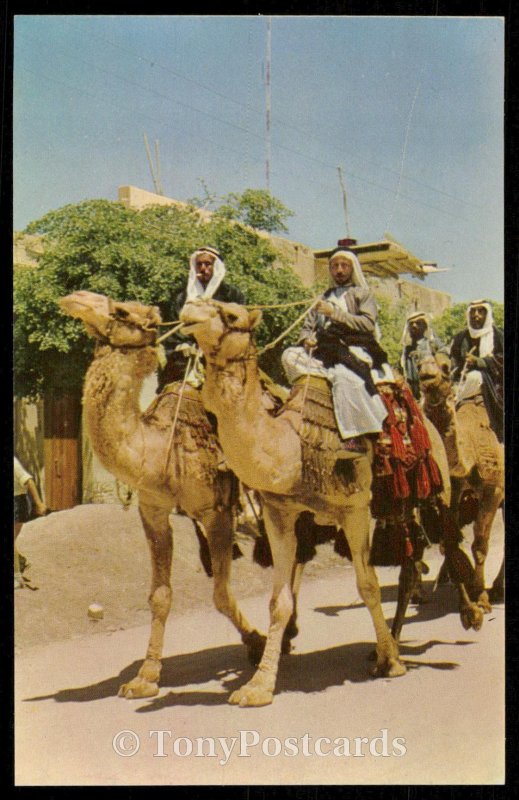 Beer-Sheba - Bedouins on Camels