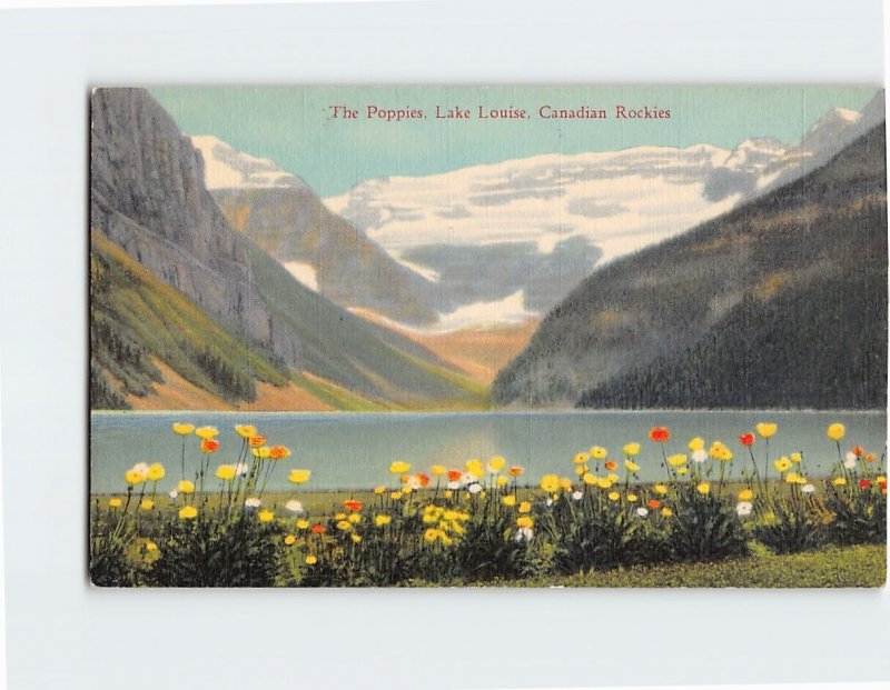 Postcard The Poppies Canadian Rockies Lake Louise Canada