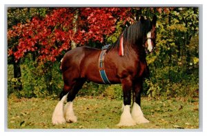 Belleau Newton Clydesdale Grant’s Farm St Louis MO UNP Chrome Poscard P28