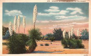Vintage Postcard 1936 Spanish Bayonet in Bloom on Desert Floral Stalk Florida FL