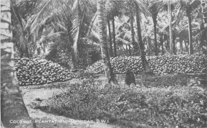 Caribbean C-1910 Coconut Plantation Trinidad Postcard Stephens 21-2105