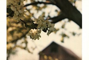 Apple Blossoms