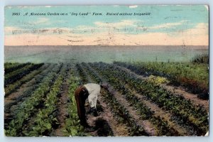 Montana MT Postcard Garden On Dry Land Farm Raised Without Irrigations 1913