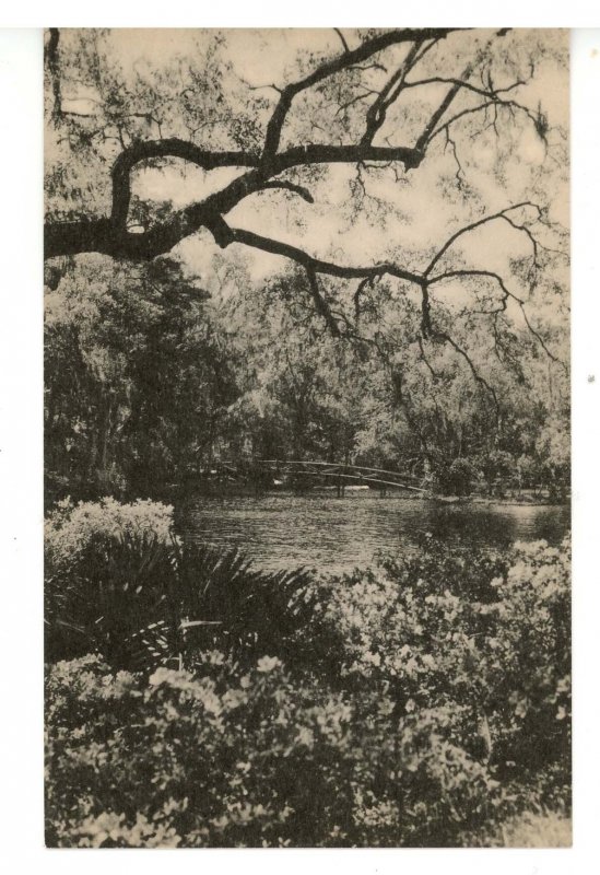 SC - Charleston. Middleton Place Gardens, View in Garden, Bridge