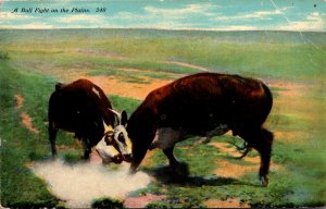 A Bull Fight On The Plains 1914 Curteich