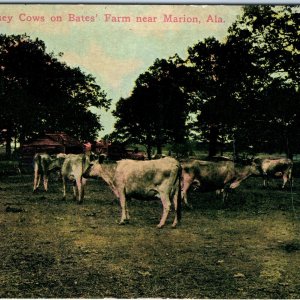 c1910s Marion, Ala. Jersey Cows on Bates' Farm Cattle Livestock Postcard A102