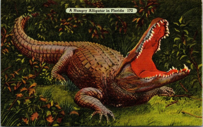 Vtg 1930s A Hungry Alligator In Florida Everglades FL Linen Postcard