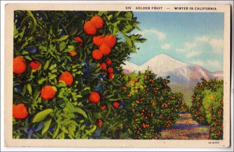 Golden Fruit, Orange Trees, CA