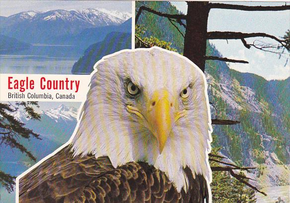 American Bald Eagle Eagle Country British Columbia Canada