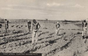 South Africa Planting Ground Nuts Industry Agriculture Old Postcard