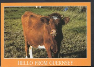 Animals Postcard - Cows - Cow - Hello From Guernsey     RR4001