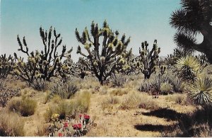 Joshua Tree Forest near Kingman Arizona