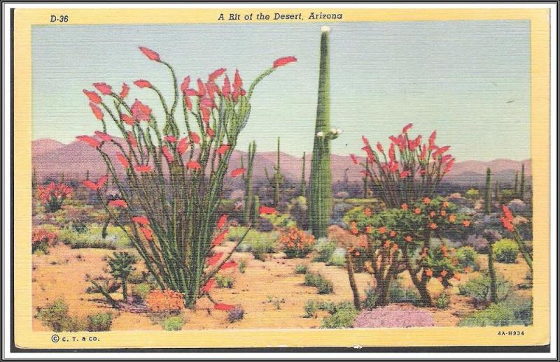 Arizona A Bit of the Desert Postcard
