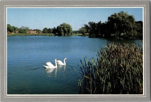 Swans Goldsworth Valley Pond WESTERN MICHIGAN UNIVERSITY Kalamazoo Michigan CE13