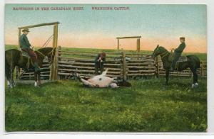Branding Cattle Cowboy Western Horse Canadian West Canada 1910c postcard