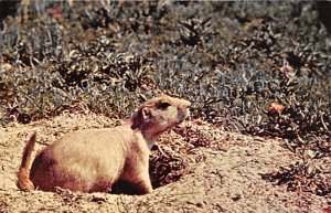 On Guard Prairie Dog Unused 