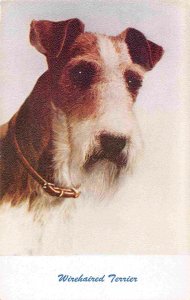 Wirehaired Terrier dog 1960s postcard