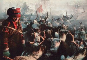 Finland Postcard - Lappi Lapland, Suomi - Reindeer Herd   RR8266