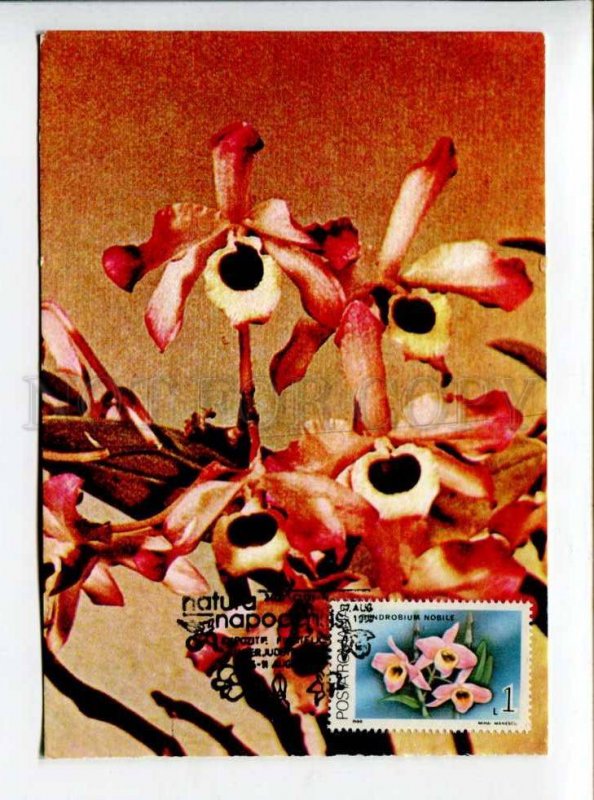 422227 ROMANIA 1990 year flowers orchid maximum card