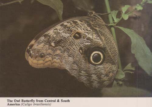 Owl Central America Stunning Rare 1970s New Forest Butterfly Farm Photo Postcard